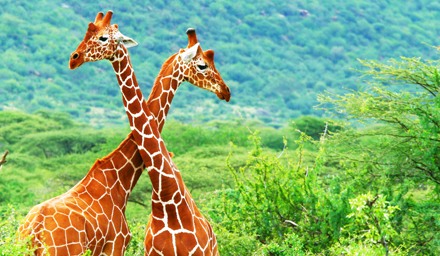 Two giraffes close together in a bright African landscape
