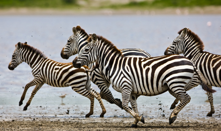 A herd of zebras running through an African waterway