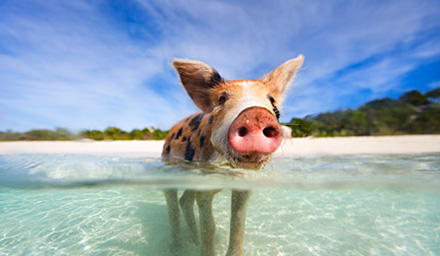 Cute pig in clear water in the Bahamas