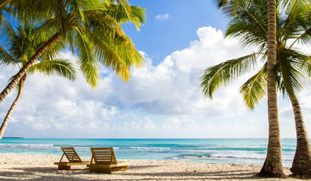 Palm trees lining the beach and clear blue ocean water in the Dominican Republic