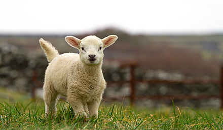 A cute lamb walking through the Irish countryside