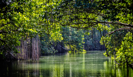 Tropical landscaping, mangroves, and still water in Jamaica