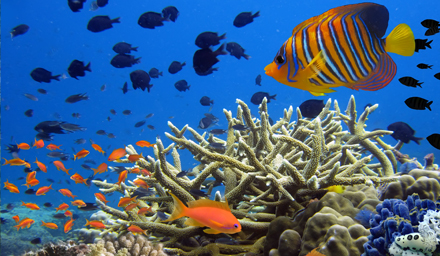 Brightly colored tropical fish and coral reef in Mexico