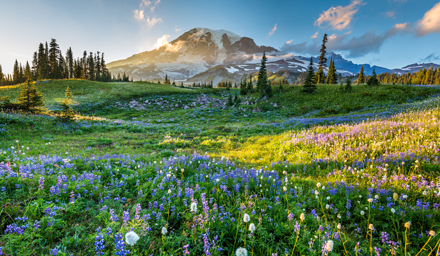 Mountain, fields of purple flowers and green grasses/trees